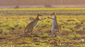 Australien - Frühstück mit Kängurus