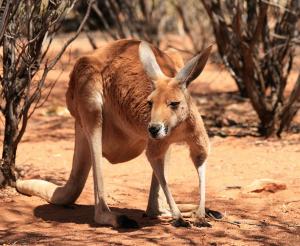 Australien - Naturerlebnisse made in Down Under