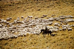 Neuseelandsafari - von Auckland nach Christchurch
